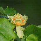 Tulpenbaum (Liriodendron tulipifera)