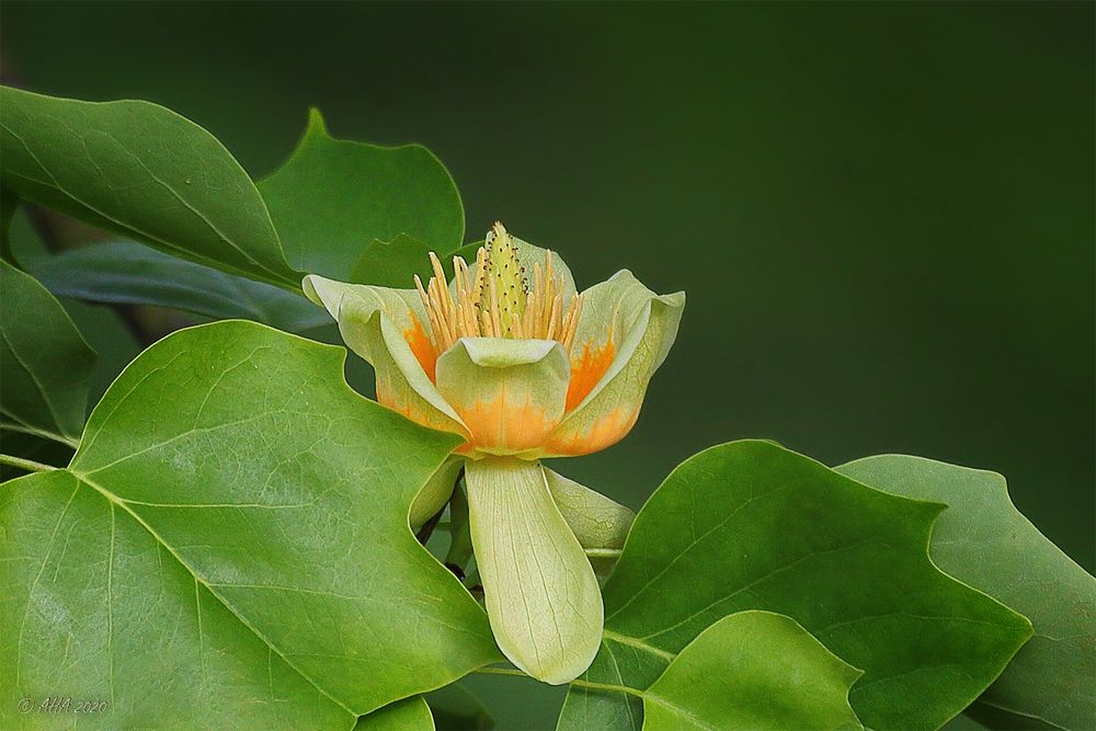 Tulpenbaum (Liriodendron tulipifera)