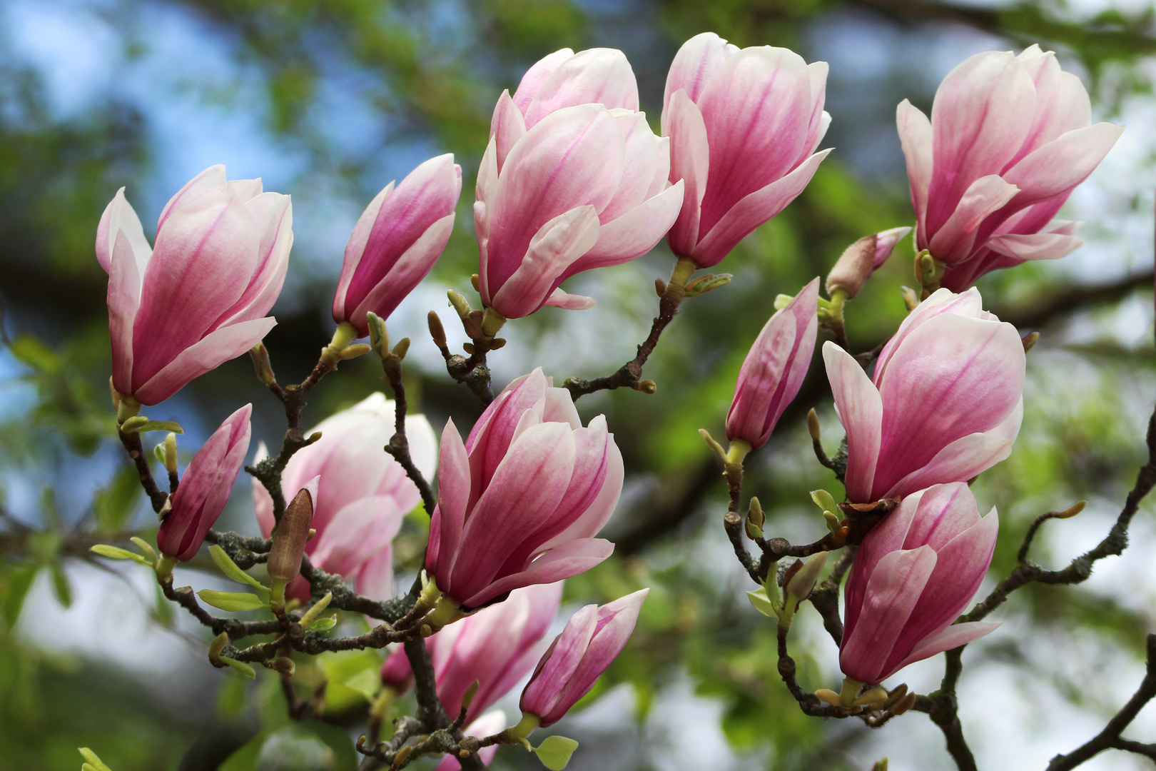 Tulpenbaum (Magnolie)