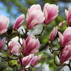 Tulpenbaum (Magnolie)