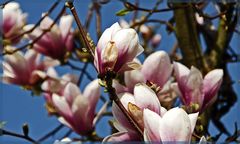 Tulpenbaum oder Magnolienbaum