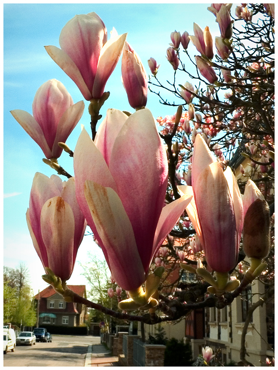 Tulpenbaum, Tulpenmagnolie