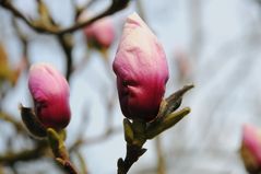 Tulpenbaumblüte 1