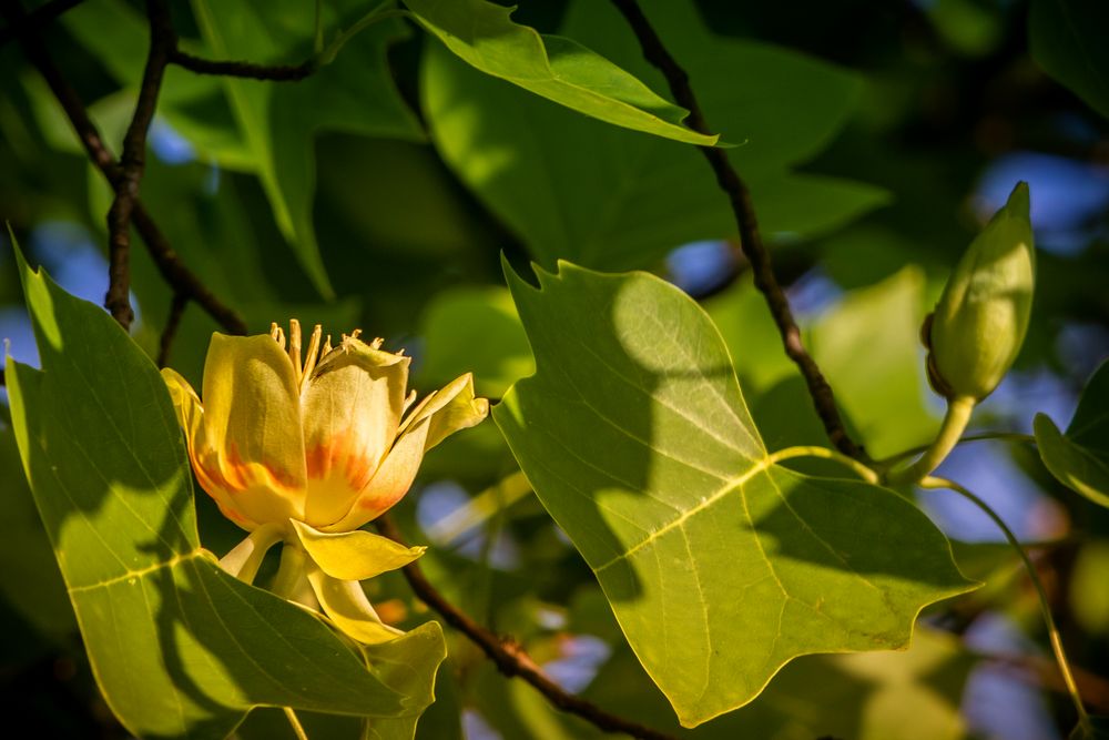 Tulpenbaumblüte