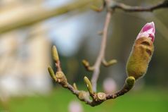 Tulpenbaumblüte 2