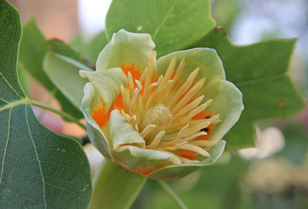 Tulpenbaumblüte