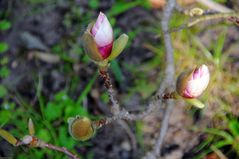 Tulpenbaumblüte 3