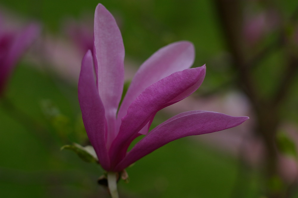 Tulpenbaumblüte