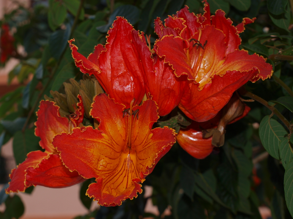 Tulpenbaumblüte auf Gran Canaria