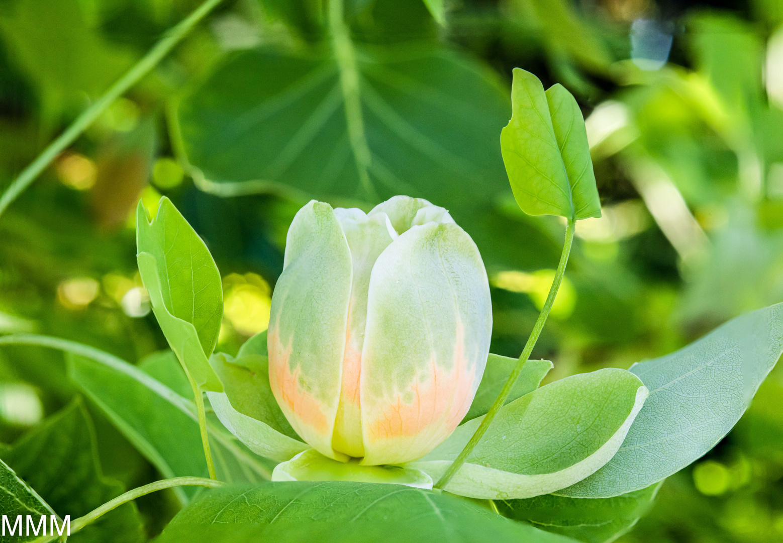 Tulpenbaumblüte