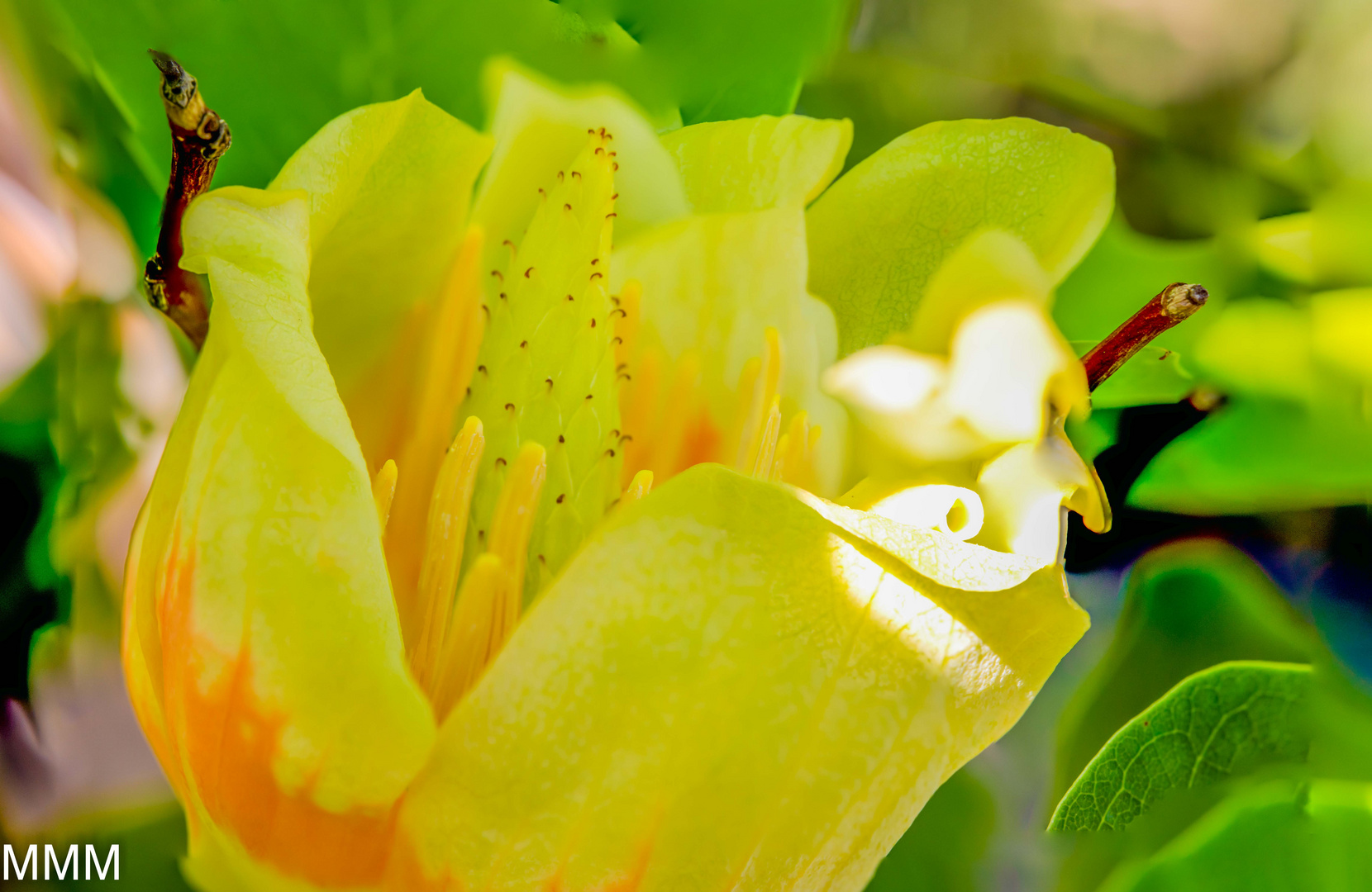 Tulpenbaumblüte II