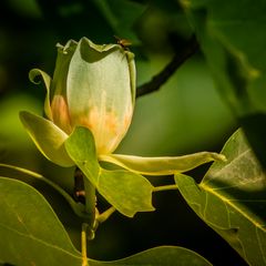 Tulpenbaumblüte_2