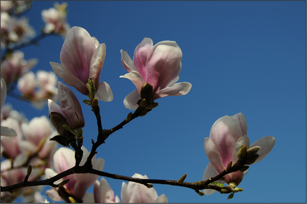 Tulpenbaumblüten