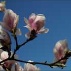 Tulpenbaumblüten