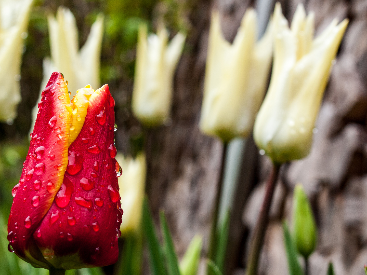 Tulpenbeet