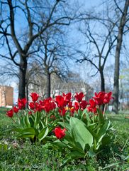 Tulpenbeet