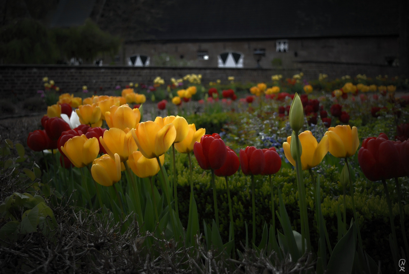 Tulpenbeet