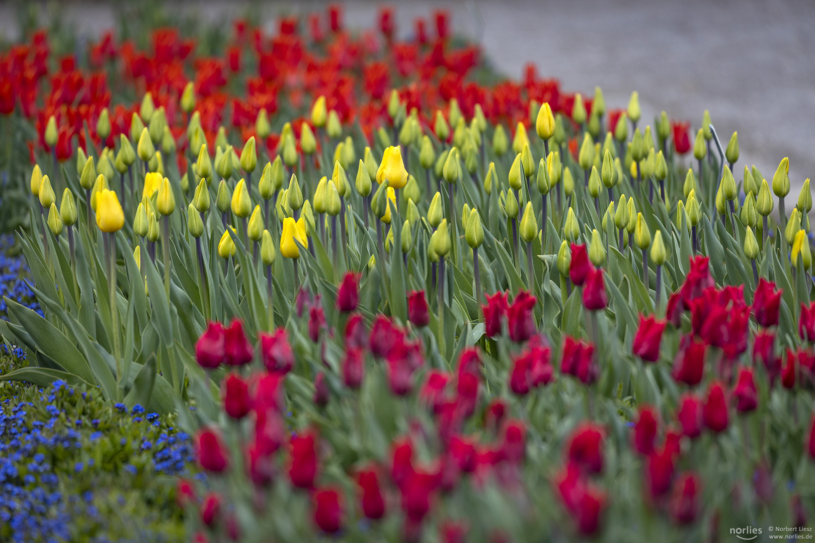 Tulpenbeet