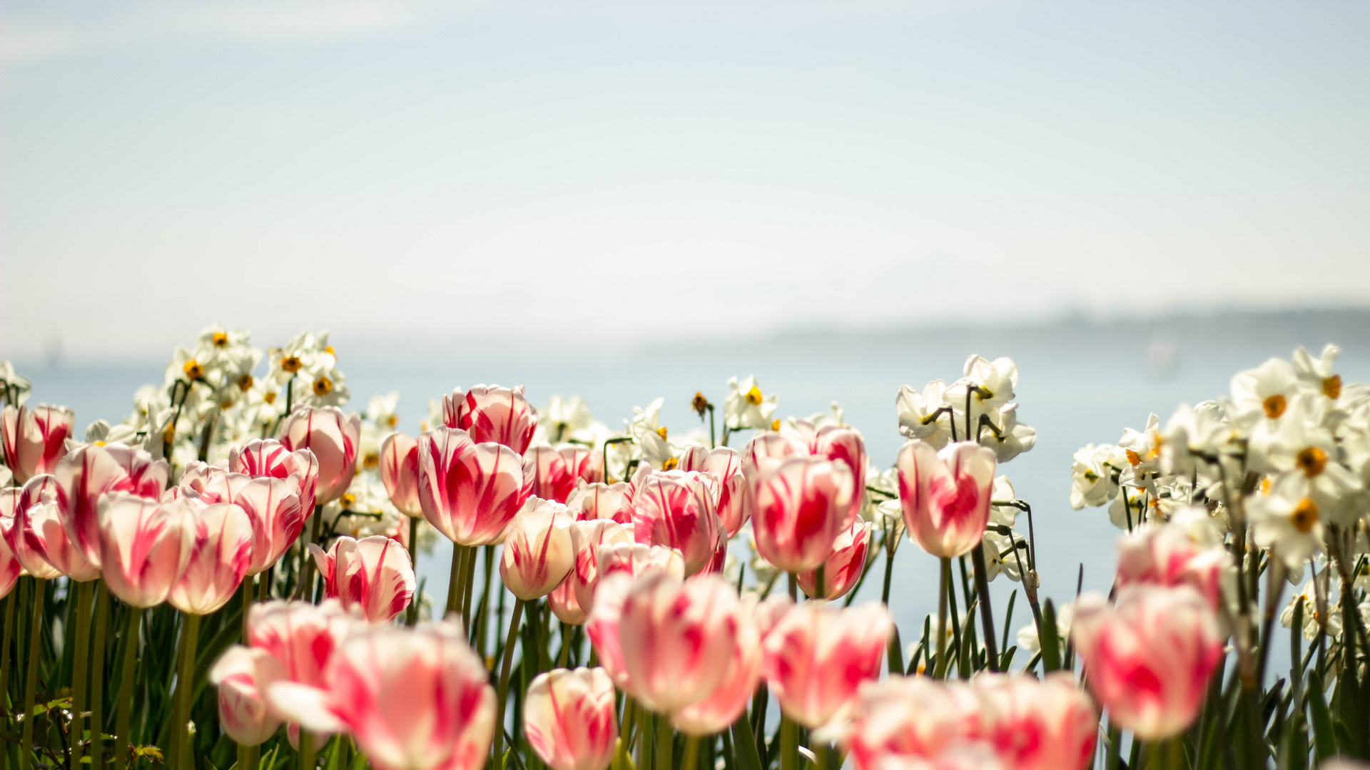 Tulpenbeet am Bodensee