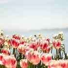 Tulpenbeet am Bodensee