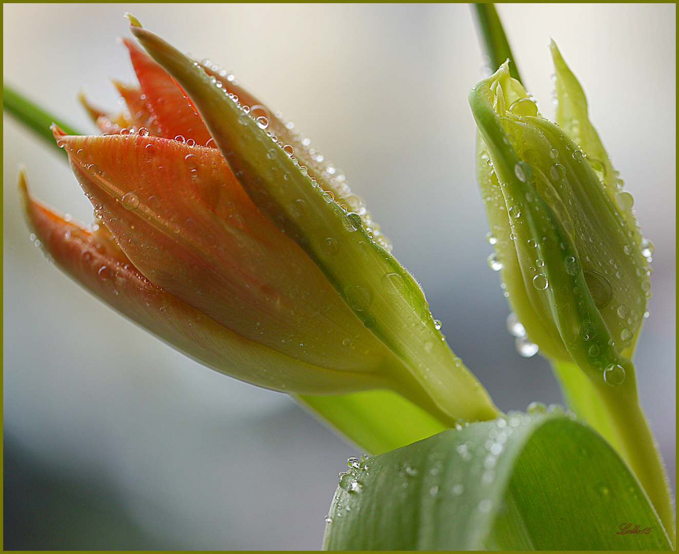 Tulpenbeet ...