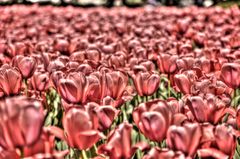 tulpenbeet hdr