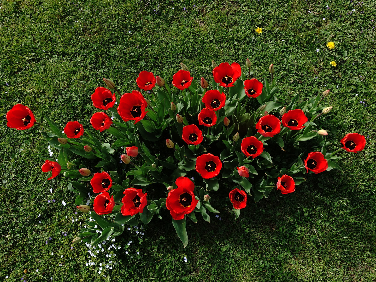 Tulpenbeet im Frühling