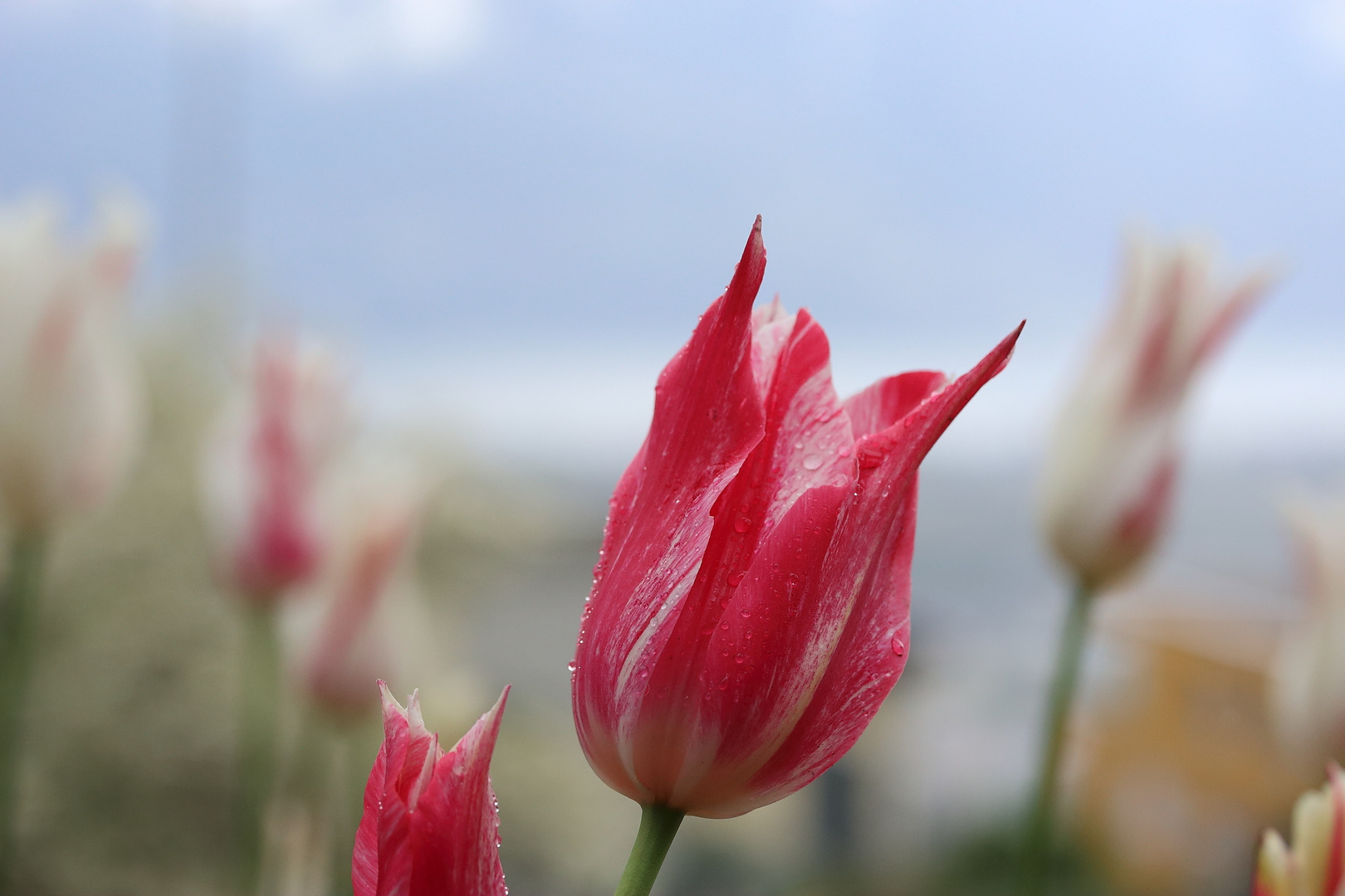 Tulpenbeet im Regen