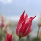 Tulpenbeet im Regen