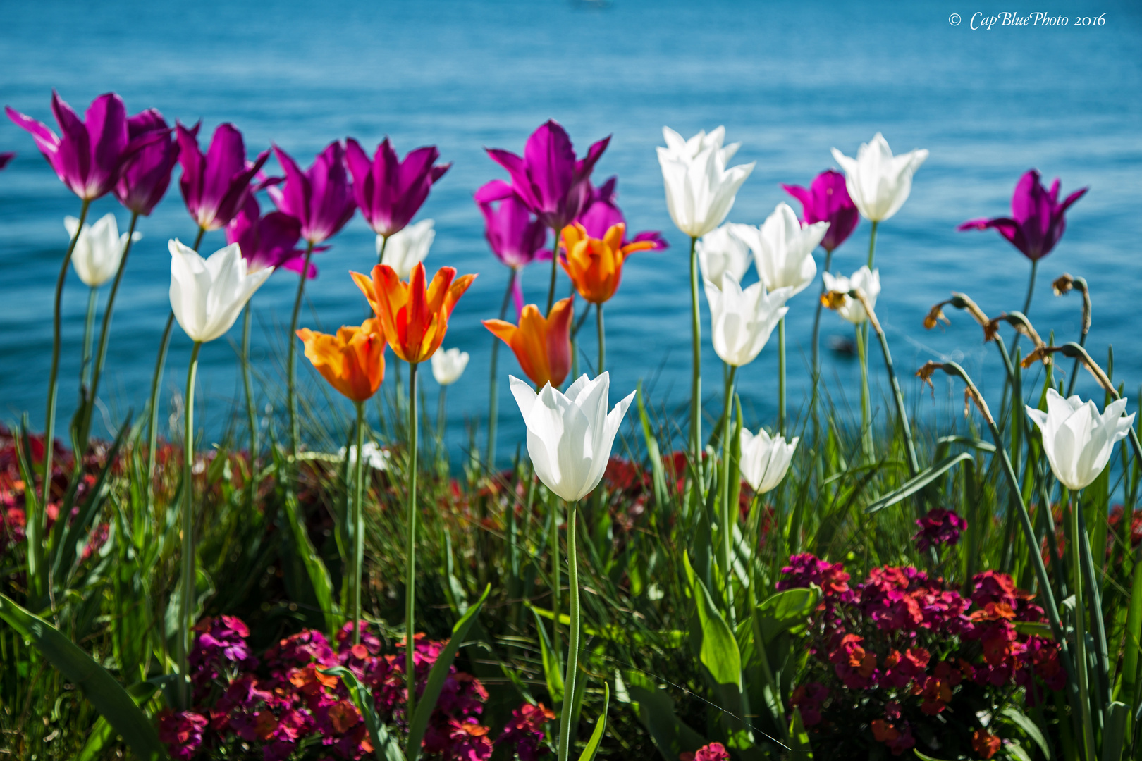 Tulpenbeet in Überlingen