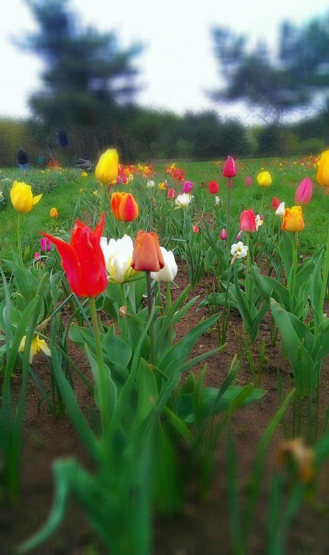 Tulpenbeet zum Mitnehmen