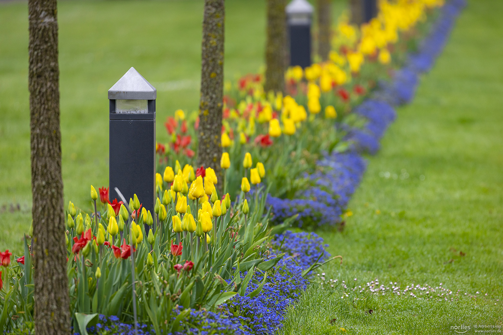 Tulpenbeete und Lichter