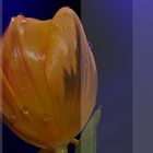 Tulpenbeschnitt
