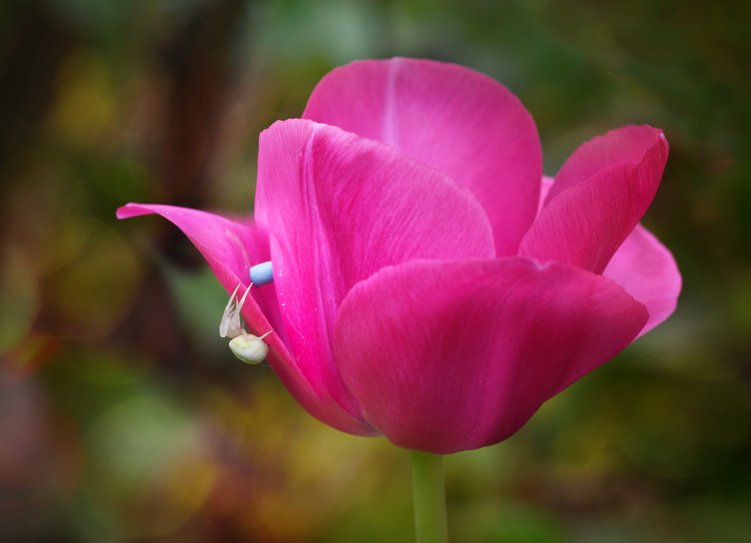 Tulpenbesucher