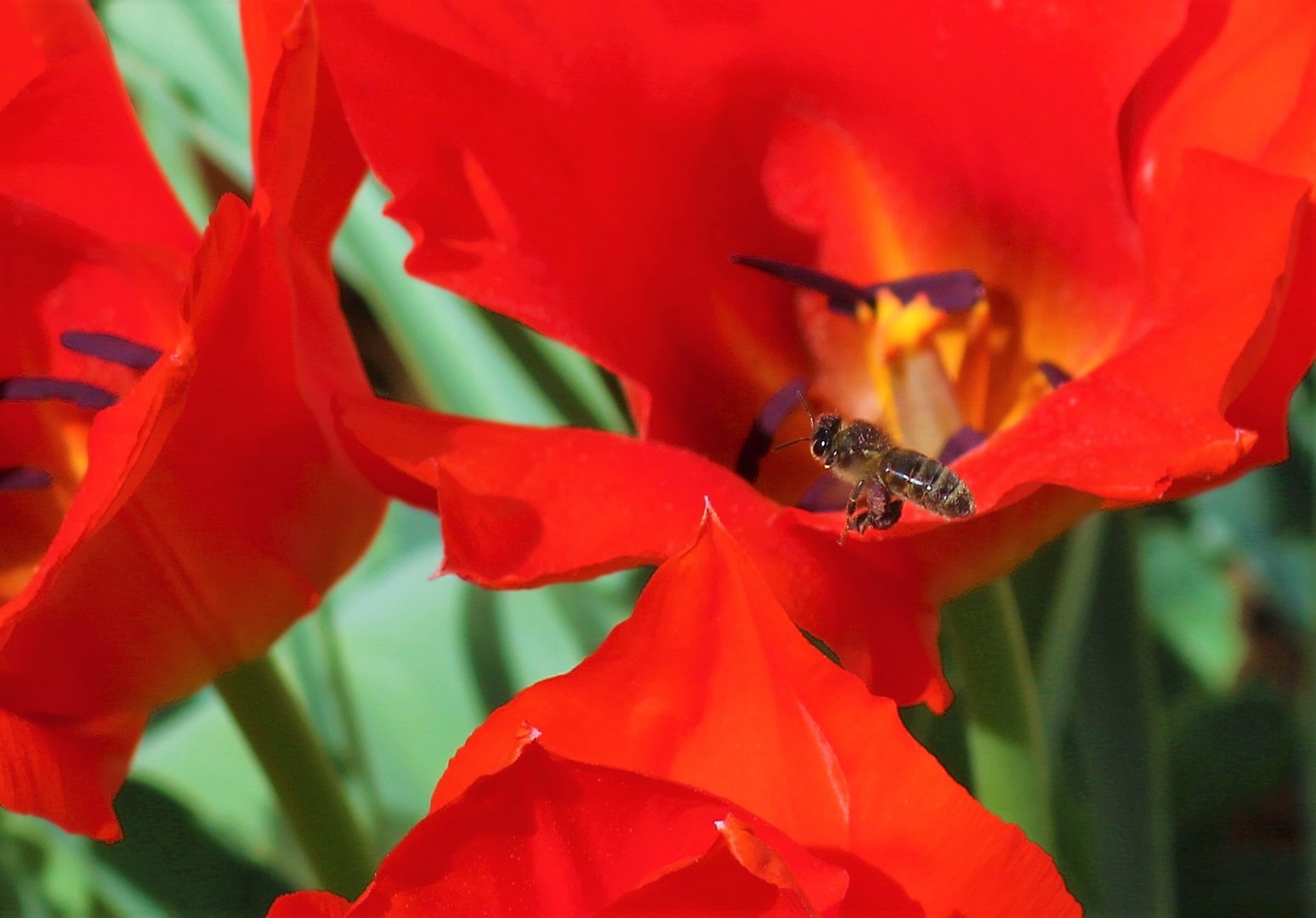 Tulpenbienchen