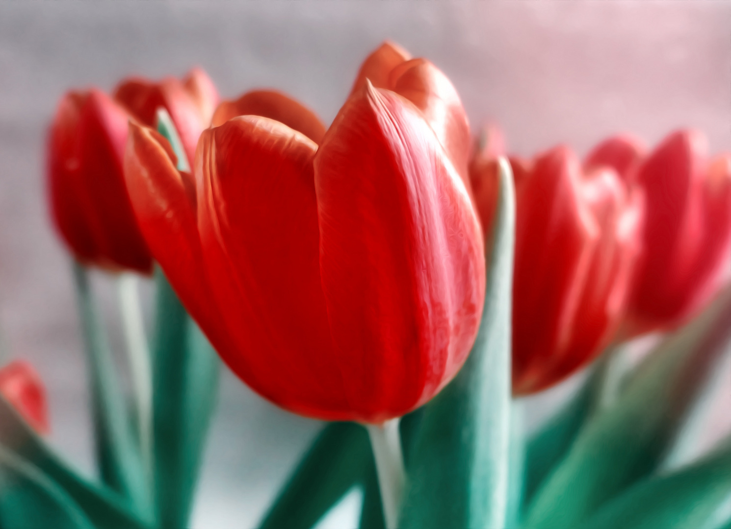 Tulpenbild