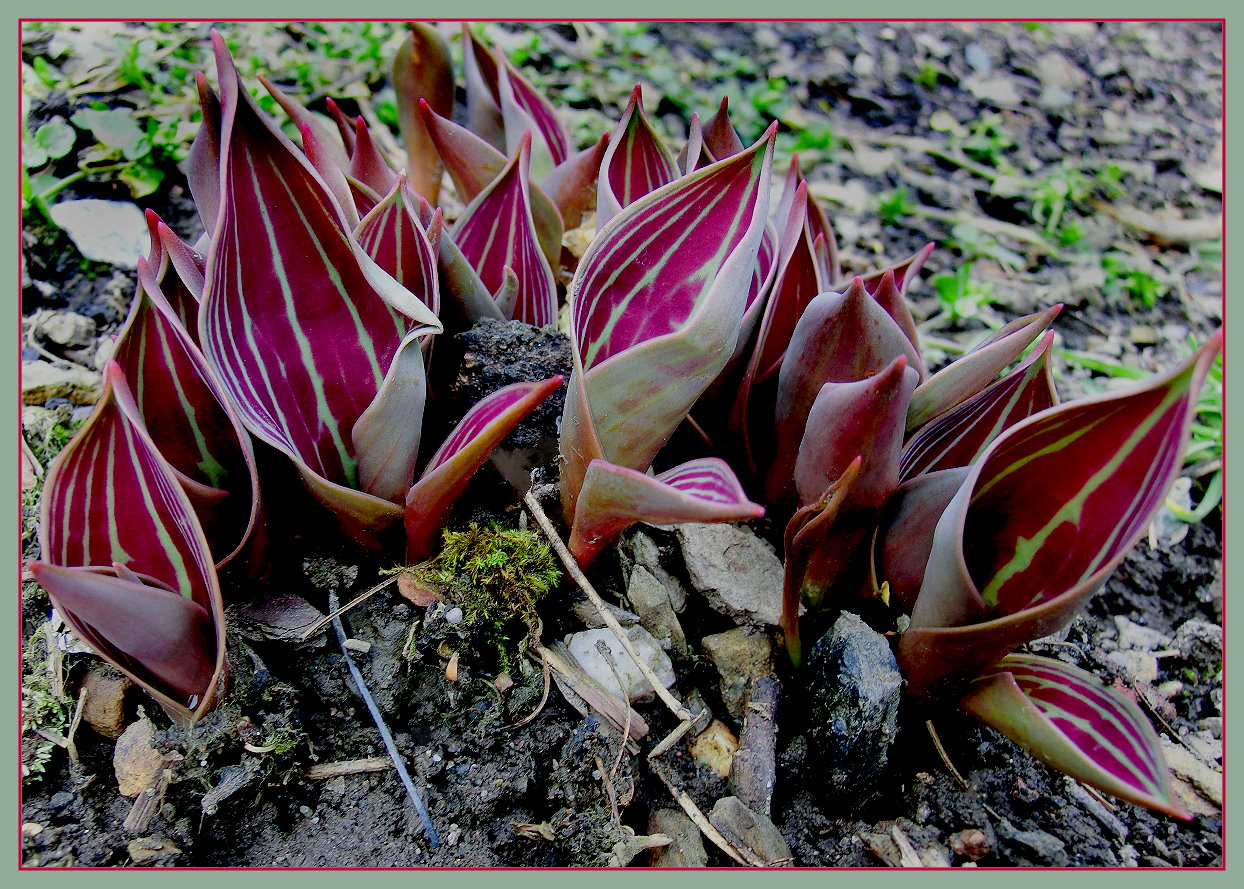 Tulpenblätter