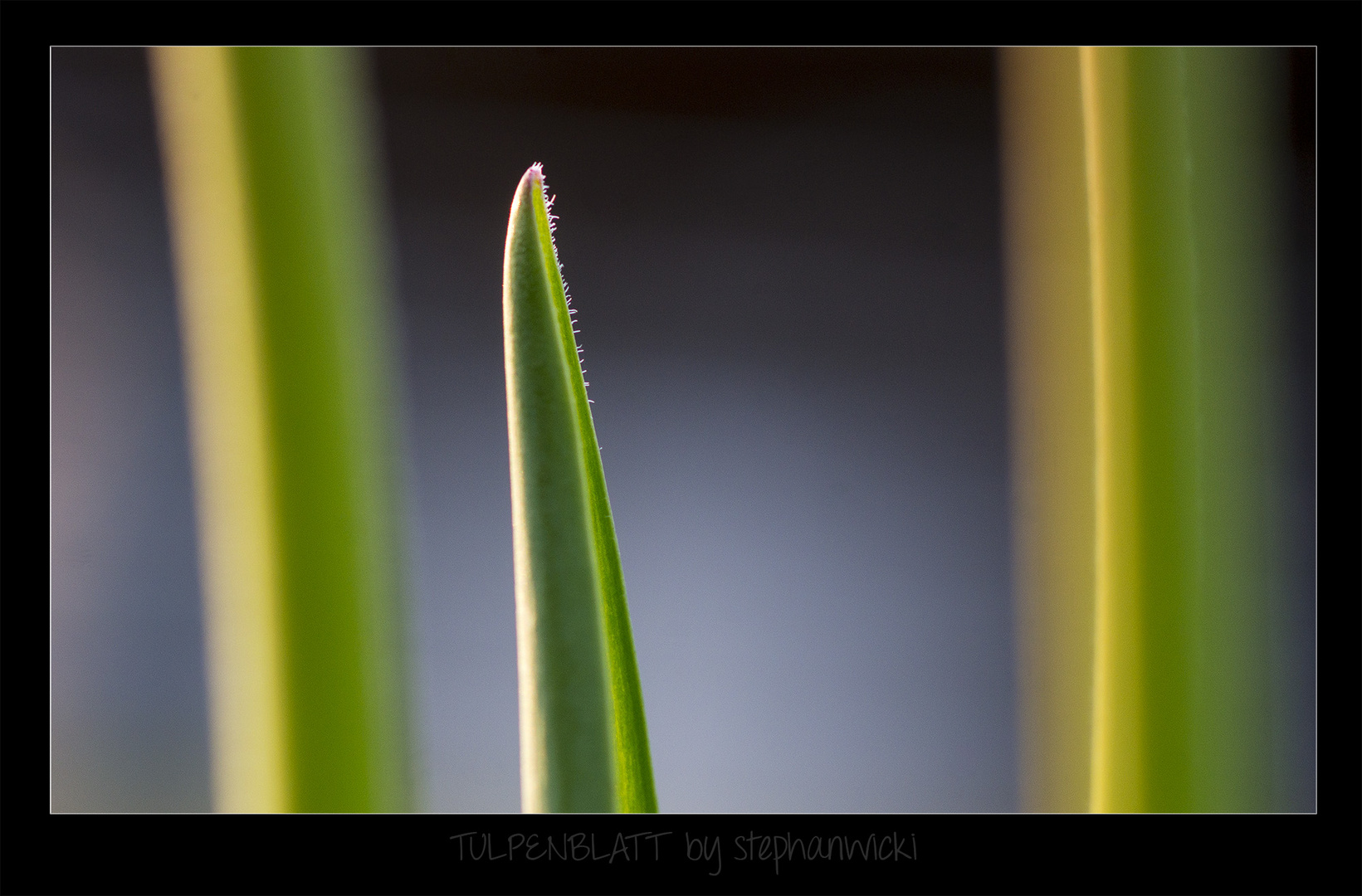 Tulpenblätter im Gegenlicht