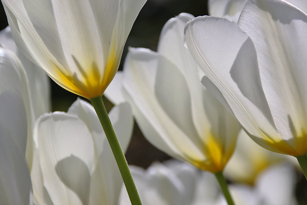 Tulpenblätter im Gegenlicht