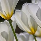 Tulpenblätter im Gegenlicht