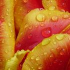 Tulpenblätter nach dem Regen