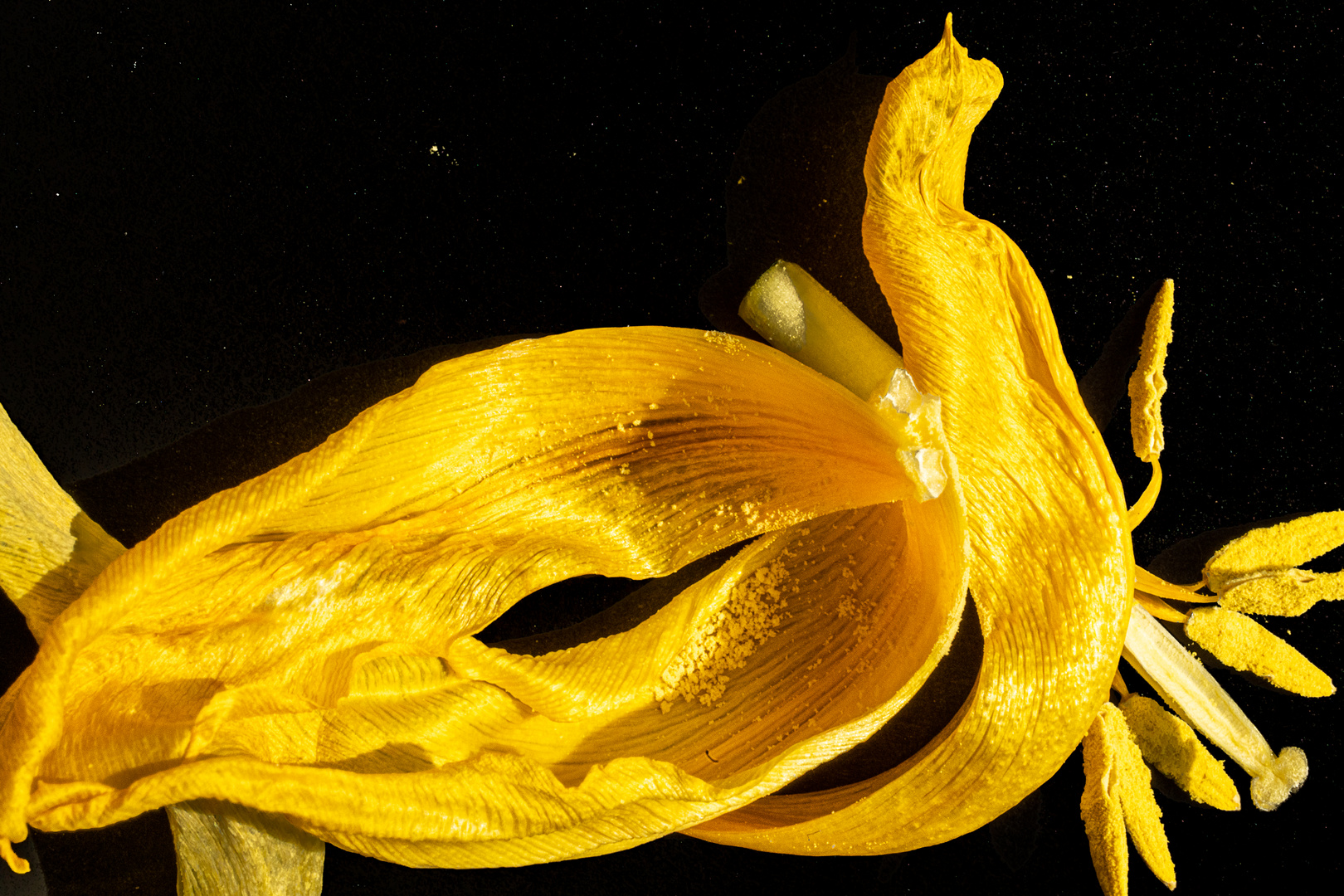 Tulpenblätter Tulip leaves