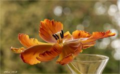 Tulpenblätter wie Flügel