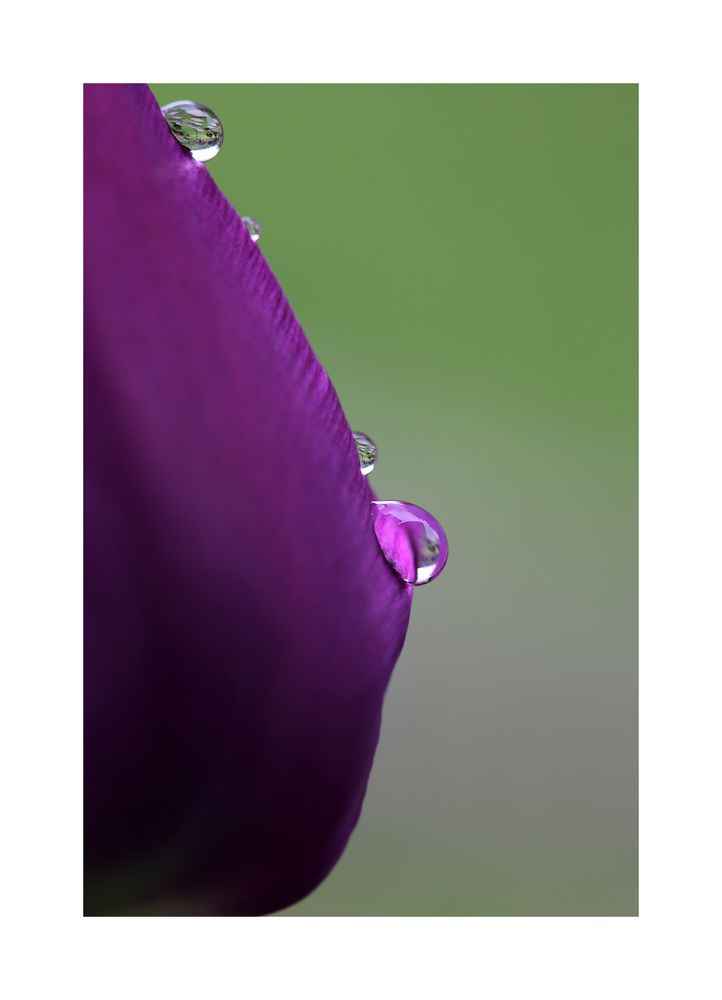 Tulpenblatt