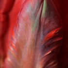 tulpenblatt