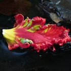 Tulpenblatt im Wasser