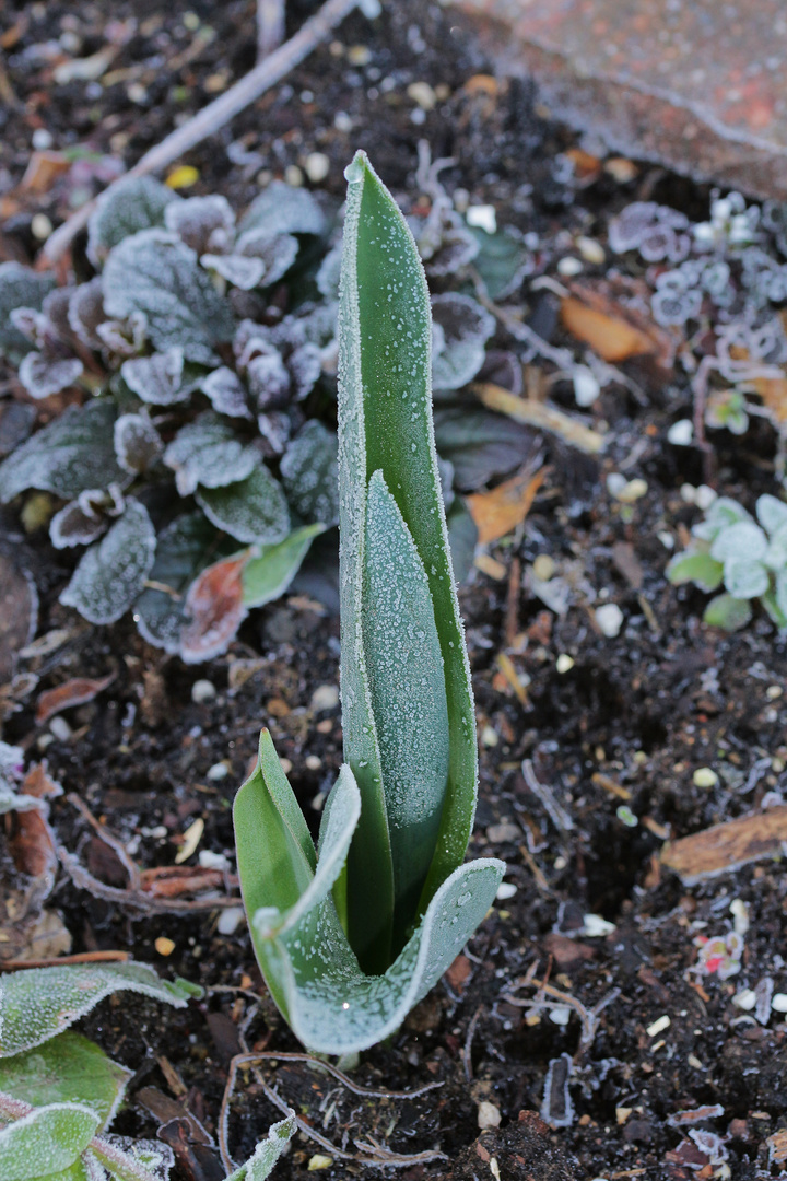 Tulpenblatt mit Raureif