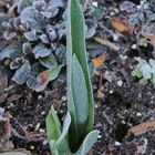 Tulpenblatt mit Raureif