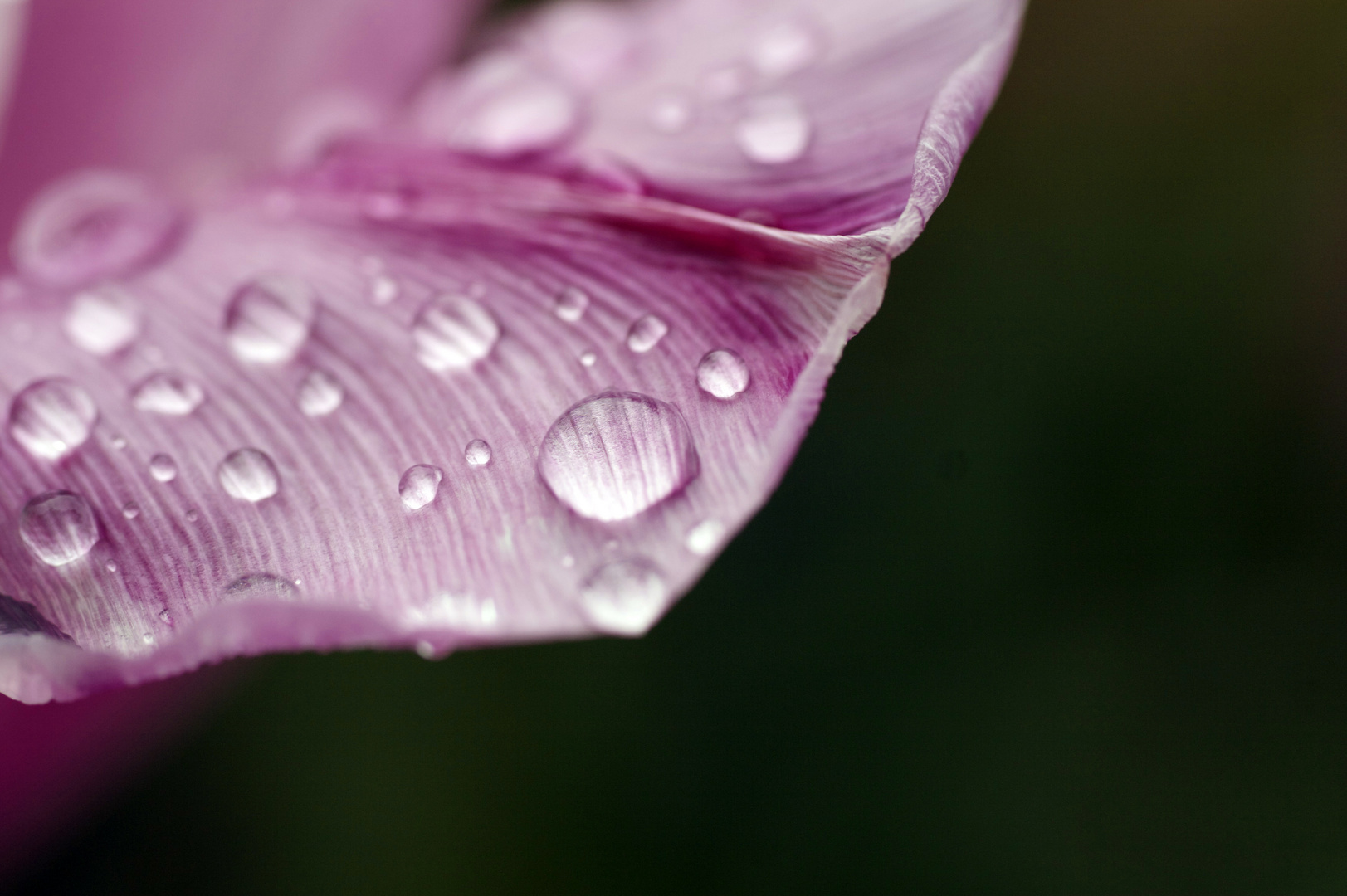 Tulpenblatt mit Regentropfen