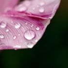 Tulpenblatt mit Regentropfen